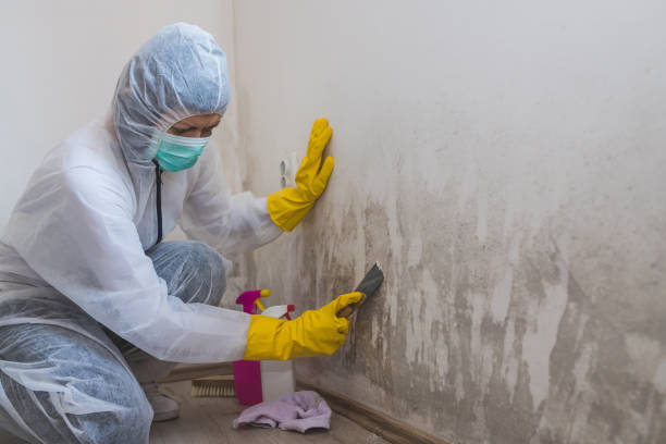Best Attic Mold Removal  in Mifflinburg, PA